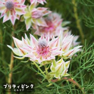 花木 庭木の苗 セルリア（ジョーイセルリア） フロリダ スパーブ