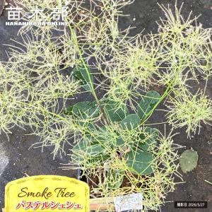 スモークツリー シトロンシュシュ 3号ポット苗 : 苗木部 花ひろば