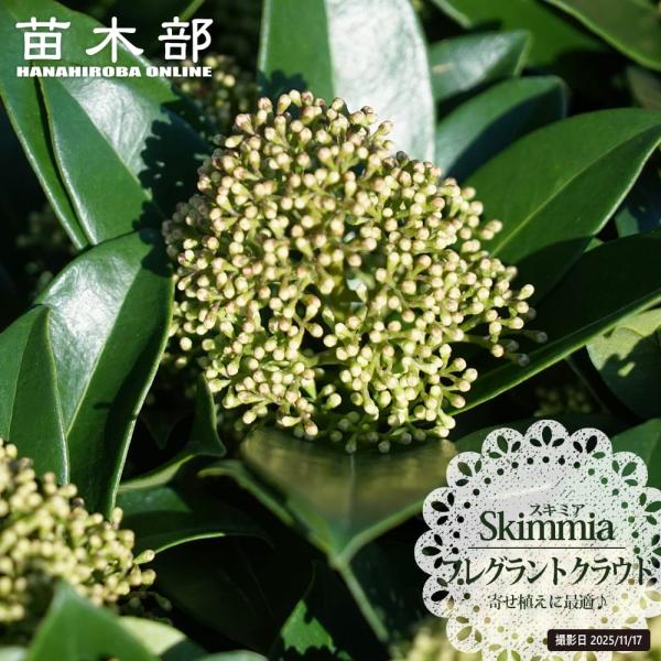 花が咲くスキミア フレグラントクラウド ミヤマシキミ 3.5号ポット苗