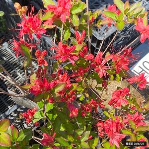 金子玄海ツツジ（カネコゲンカイツツジ） 根巻き苗 爆買いweek : 苗木
