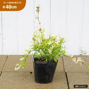 母の日 Mother's Day 胡蝶蘭【マザーチーク】5号鉢 2本立ち 陶器鉢
