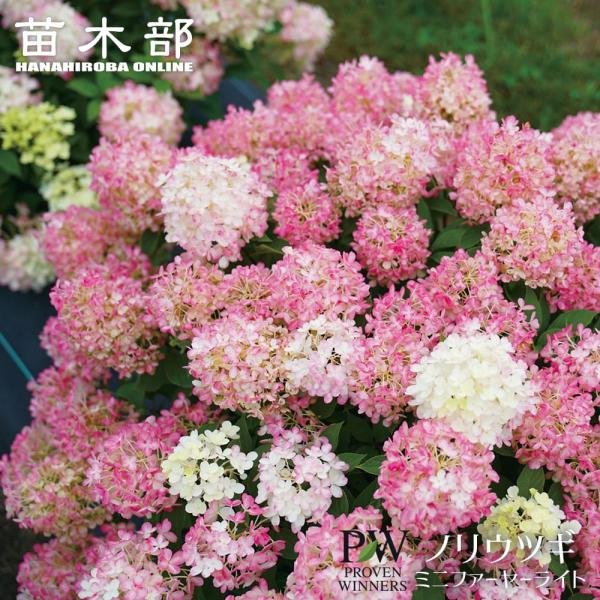 ノリウツギ ミニファーヤーライト 3.5号ポット苗（PW) 出願予定品種