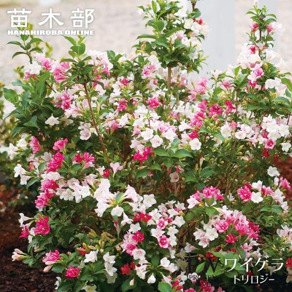 ワイゲラ トリロジー 3.5号ポット苗（PW) 出願中