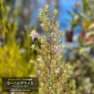 ウエストリンギア 花つき オーストラリアンローズマリー 整った樹形 綺麗な紫花 ウエストリンギア オーストラリアンローズマリー 8号 : ガーデンエルフ