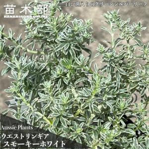 ウエストリンギア 斑入り ウエストリンギアスモーキーホワイト 8号 鉢