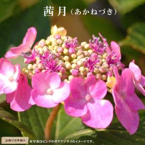 多肉植物 アガベ 王妃笹の雪 B型 2.5号ポット苗 : やましち山野草店