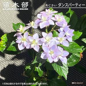 立派 紫陽花 ホットチリマーブル ピンク スタンダード仕立て 母の日
