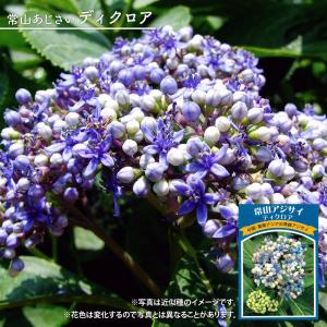クリスマスローズ 開花確認株 236 パピエアンティーク 花はついていま