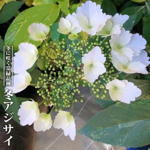 紫陽花 アジサイ 大島緑花 3.5号ポット苗 ハナヒロバリュー