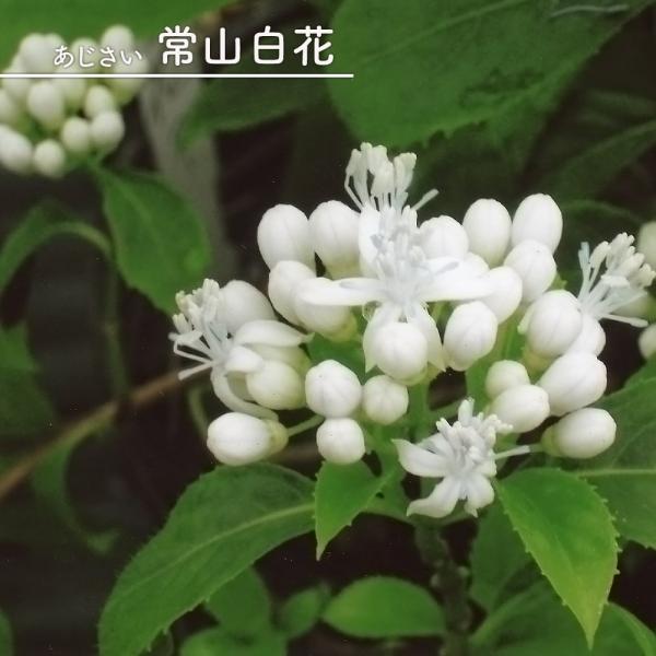 アジサイ 常山白花 3.5号ポット苗 ハナヒロバリュー