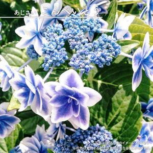芍薬 オリエンタルゴールド 大株 6号スリット鉢植え : 苗木部 花ひろば
