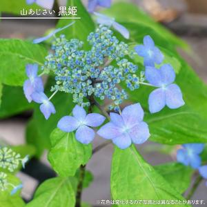 あじさい 苗 お多福アジサイ （渦紫陽花・ウズアジサイ ) 5号ポット苗