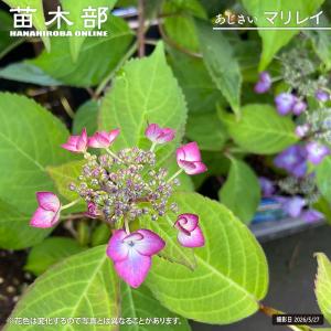 腐葉土 （2.0L） 爆買いweek : 苗木部 花ひろばオンライン - 通販