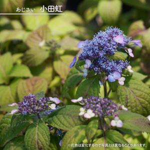 紫陽花 ヤマアジサイ 鹿野の華 3号ポット苗 : 苗木部 花ひろば