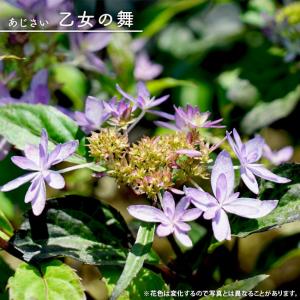紫陽花 ヤマアジサイ 土佐のまほろば ポット苗 爆買いweek : 苗木部 花