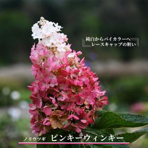 カシワバアジサイ鉢植えの商品一覧 通販 Yahoo ショッピング