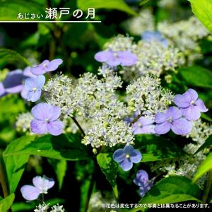 紫陽花 アジサイ ハニーウェーブ 3.5号ポット苗 ハナヒロバリュー 登録