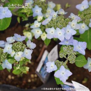 紫陽花 ヤマアジサイ 土佐のまほろば ポット苗 爆買いweek : 苗木部 花