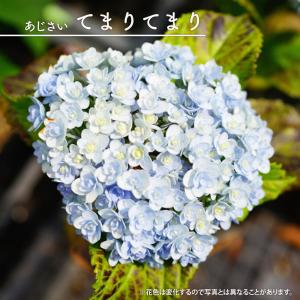紫陽花 ガーデンアジサイ 森の泉 3.5号ポット苗 : 苗木部 花ひろば