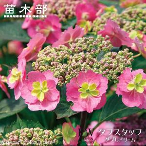 日本花キ流通 ライチ 苗 佐多 6号鉢 送料無料 ライチー レイシ