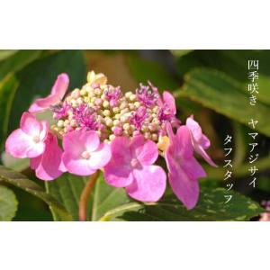 紫陽花 あじさい ハイドランジア トワイライトドリーム 5号ポット苗