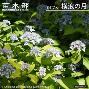も*子様 【訳あり品】　アジサイ　育成用株　23ポット　紫陽花 も*子様 【訳あり品】 アジサイ 育成用株 23ポット 紫陽花