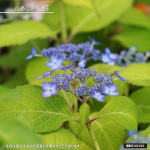 紫陽花 ヤマアジサイ 七段花 3号ポット苗 : 苗木部 花ひろばオンライン