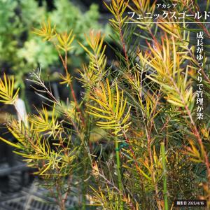 アカシアの木『 フェニックスゴールド 』（ 珍種 ）5号スリット鉢植え