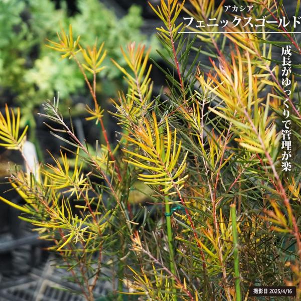 アカシアの木 フェニックスゴールド 5号スリット鉢植え