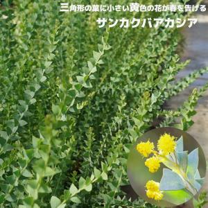 三角葉アカシア 7号 : ガーデンエルフ Yahoo!店 - 通販 - Yahoo