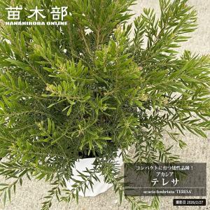 ミモザアカシア 約1.5m 特大植木苗木 ギンヨウアカシア 銀葉アカシア