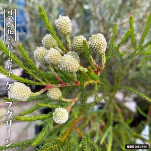 ポップブッシュ （ドドナエア） プルプレア 5号鉢植え : 苗木部 花