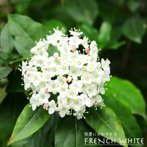 オオデマリ ジェミニ 5号ポット苗 咲き分け品種 : 苗木部 花ひろば