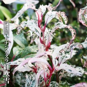 美男カズラ 紅吹雪 （ビナンカズラ） 3.5号ポット苗｜hanahirobaonline