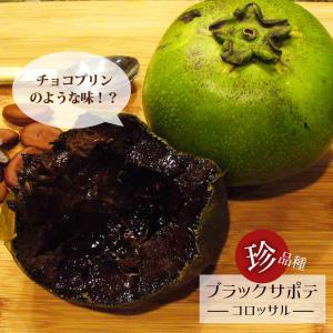 ホワイトサポテ セッパー ルーク 1年生 5号ポット苗 : 苗木部 花ひろば