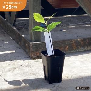 ブラックサポテ コロッサル 実生苗の詳細画像2