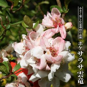 ボケ 白雲竜 3.5号ポット苗 ハナヒロバリュー : 苗木部 花ひろば