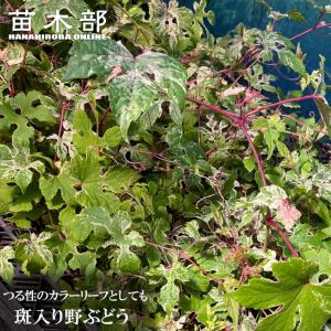 クックベリー 苗 【アロニア】 株立ち 約1.0m 根巻き苗 : 苗木の専門店