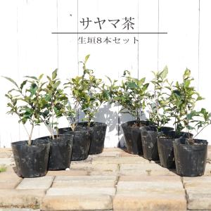 お茶の木 サヤマカオリ （狭山茶） 5号ポット苗 8本セット 爆買いweek