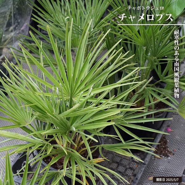 ヤシの木 チャメロプス フミリス 7号黒鉢植え