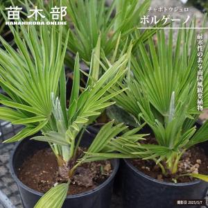 棕櫚の木！トウジュロ又はワジュロ≪唐棕櫚又は和棕櫚≫シュロの木・単