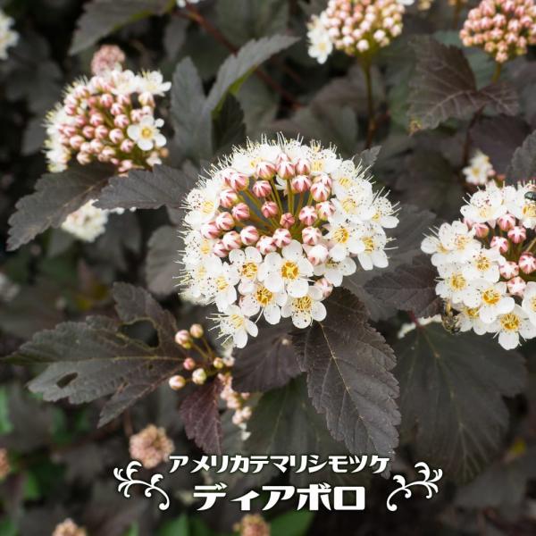 アメリカテマリシモツケ ディアボロ 5号ポット苗