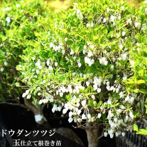 苗木部 花ひろばオンライン ドウダンツツジ 落葉性ツツジ Yahoo ショッピング