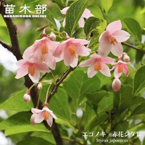 花梅の苗木 鹿児島紅梅 : 植物・園芸専門店 花育通販Yahoo!店 - 通販