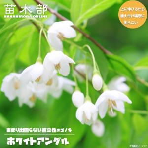 白ヒメコブシ 2年生 接木 ポット苗 落葉樹 観賞花木 予約販売10〜11