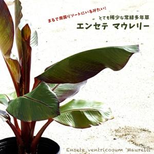 エンセテ（アビシニアバショウ）ベントリコスム マウレリー 4号ポット苗
