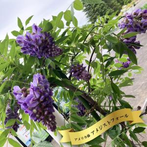 花藤 八重黒龍藤 2年生 接木 6号ポット苗 予約販売12月〜翌年1月頃入荷
