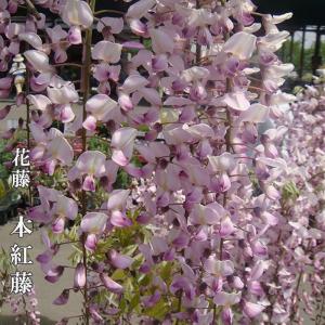 ダブルファンタジー 八重咲きクリスマスローズ 3号ポット 苗 爆買