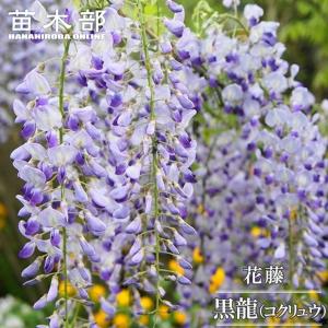 藤（フジ）「八重黒龍藤」の苗木 : 植物・園芸専門店 花育通販Yahoo!店