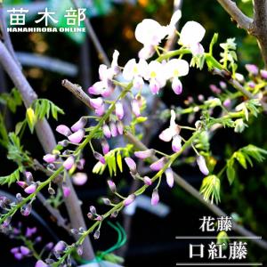 花藤 八重黒龍藤 2年生 接木 6号ポット苗 予約販売12月〜翌年1月頃入荷